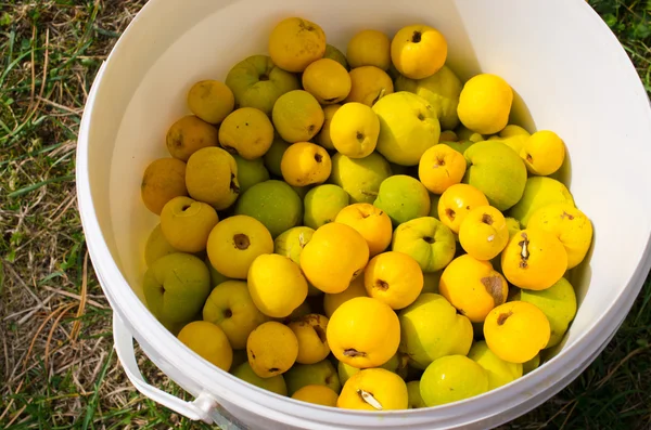 Lot of fresh quinces — Stock Photo, Image