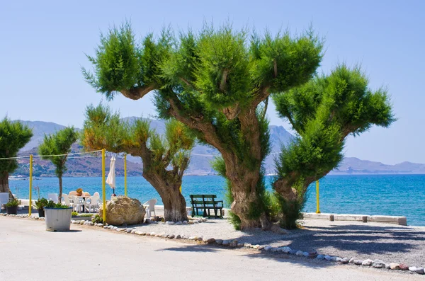 Παλιό δέντρο στην παραλία — Φωτογραφία Αρχείου