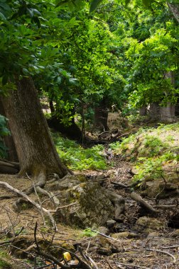Çiçekli kestane ağaçları