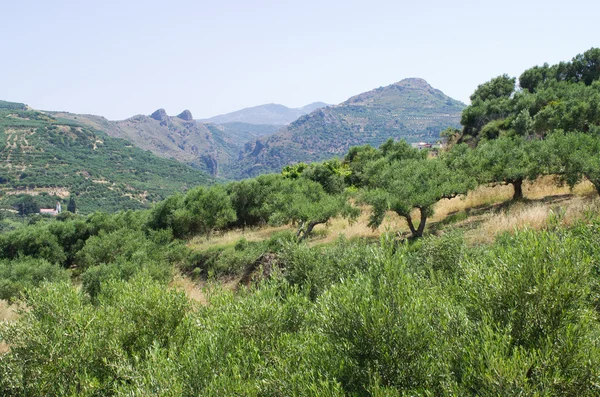 Φυτεία δέντρων ελιάς στην Κρήτη — Φωτογραφία Αρχείου