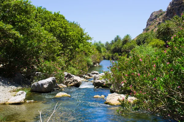 Palm forest Preveli sull'isola di Creta, Grecia — Foto Stock