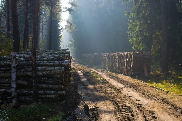 Brennholzstapel im Wald — Stockfoto