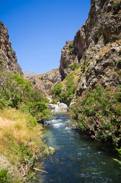 Palmiye orman Preveli adada Crete, Yunanistan — Stok fotoğraf