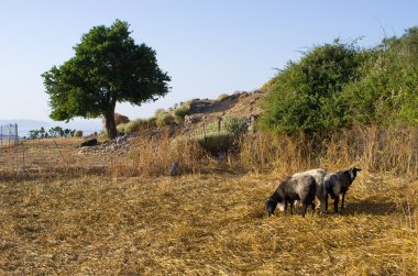Koyunları adada Crete, Yunanistan