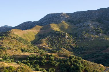 Zeytin ekimi Girit, Yunanistan dağlarında