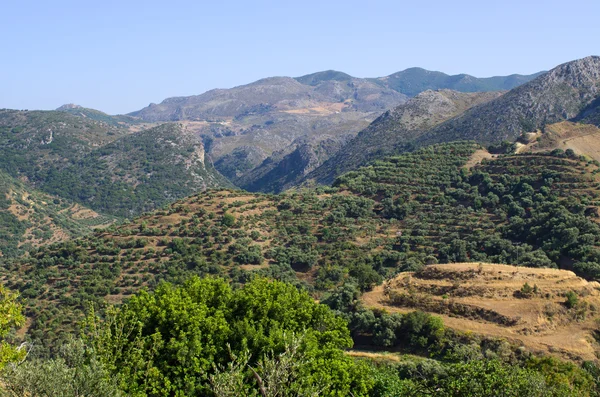 Оливки плантацію на острові Кріт, Греція — стокове фото
