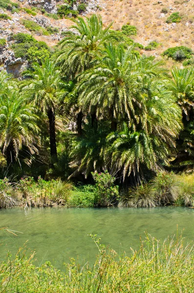 Palm forest Preveli on Crete island, Greece