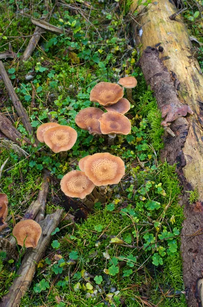Медовый грибок в лесу — стоковое фото