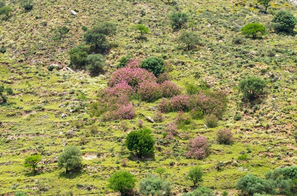 Pastos en las colinas de la isla de Creta, Grecia — Foto de Stock