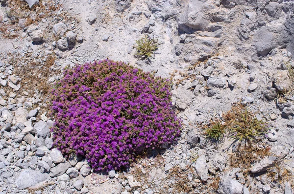 Aromatik kekik — Stok fotoğraf