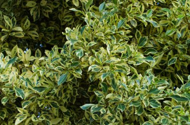 Ficus Benjamina doğal ortamda