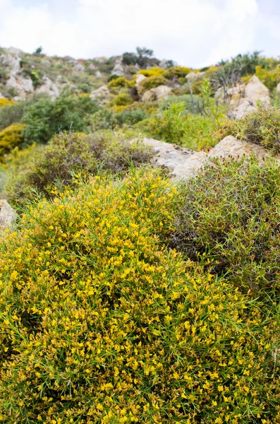 Pâturages dans les collines de l'île de Crète, Grèce — Photo