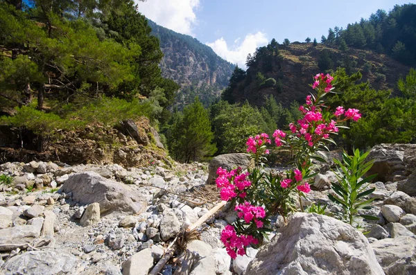 Kayalar Samiriye Gorge, Crete island, Yunanistan — Stok fotoğraf