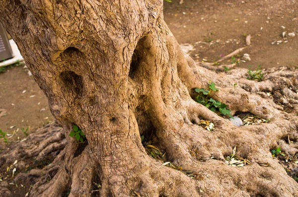 Tronco de olivo — Foto de Stock