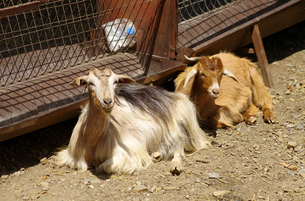 Дві кози, що лежать на землі — стокове фото