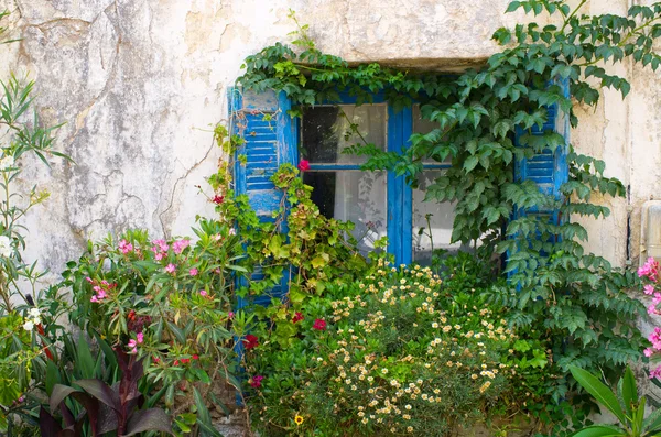 Ventana azul en marco de flor natural — Foto de Stock