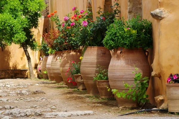 Planten op Kreta - Griekenland — Stockfoto