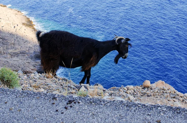 Czarna koza na Kreta - Grecja — Zdjęcie stockowe