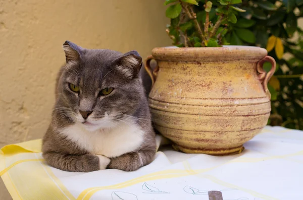 Греческая кошка на окне — стоковое фото