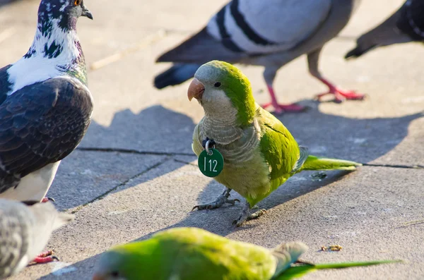 Papagaios verdes em Barcelona, Espanha — Fotografia de Stock