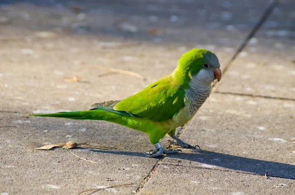 Green parrots in Barcelona, Spain — Stock Photo, Image