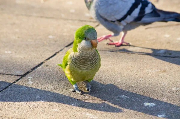 Papagaios verdes em Barcelona, Espanha — Fotografia de Stock