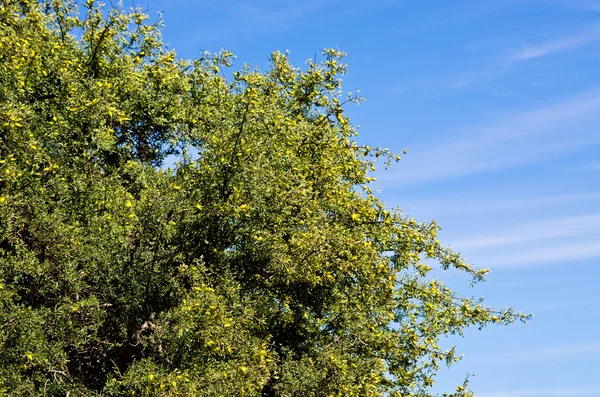 Árbol de argán con frutas amarillas — Foto de Stock