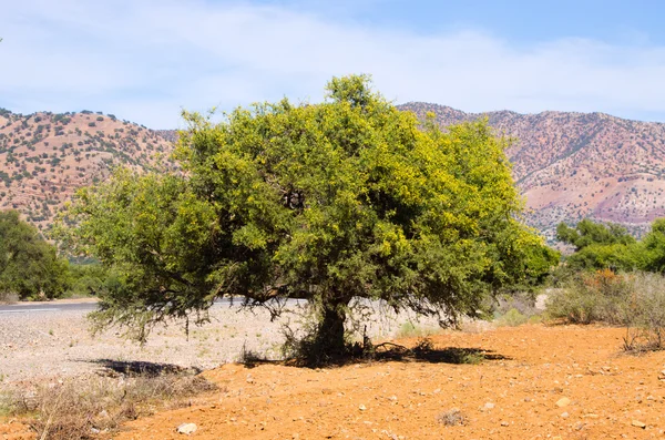 Плантация аргановых деревьев, Марокко — стоковое фото
