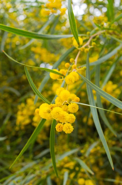 Albero fiorito giallo, Marocco — Foto Stock