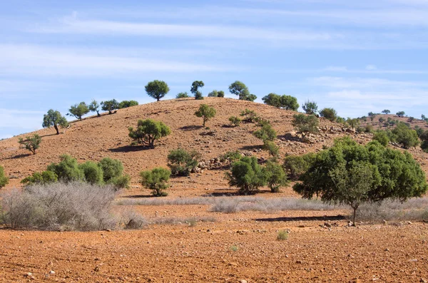 Plantação de árvores de argan, Marrocos — Fotografia de Stock