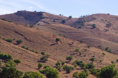 Kuru Fas tepelerinde