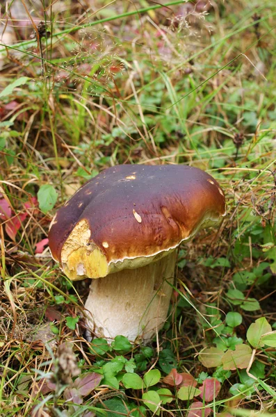 Boletus in the woods — Stock Photo, Image