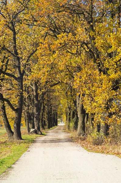 Aleja jesienią — Zdjęcie stockowe