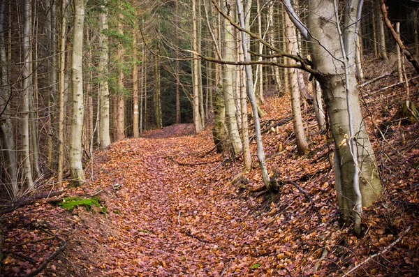 Ormanda yol — Stok fotoğraf