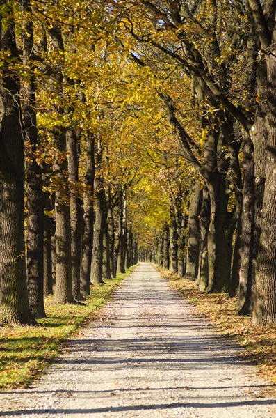 Alley during the autumn — Stock Photo, Image