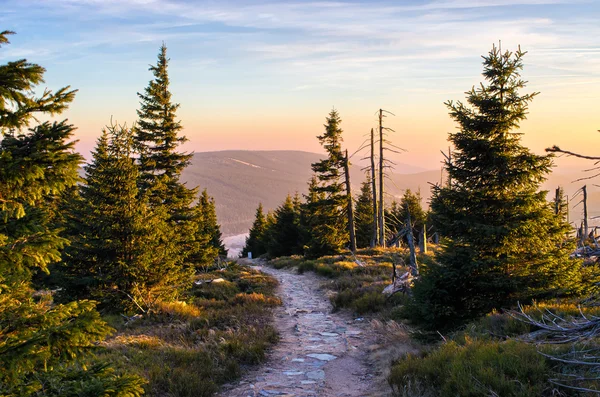 Väg i skogen — Stockfoto