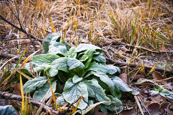 Rijm op planten — Stockfoto