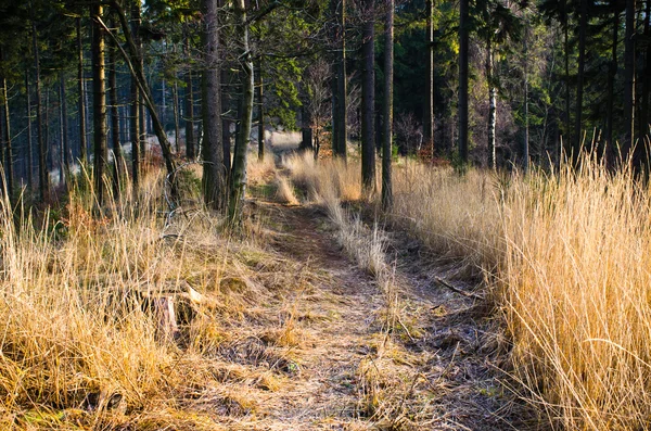 Camino en el bosque — Foto de Stock