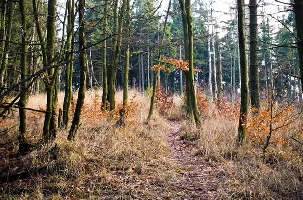 在秋季期间森林的路径 — 图库照片