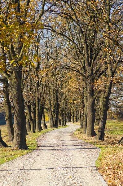 Alley during the autumn — Stock Photo, Image