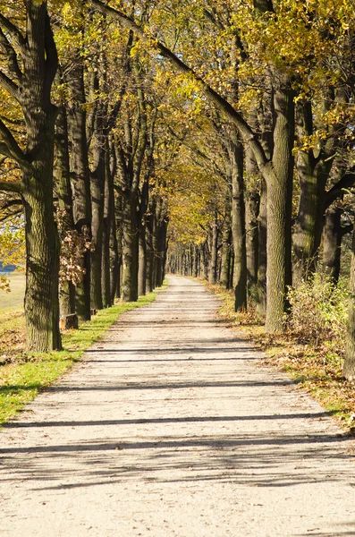 Alley during the autumn — Stock Photo, Image