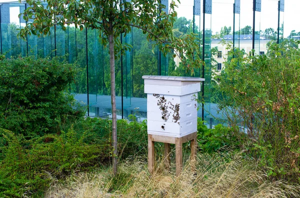 Moderne Bienenstöcke Auf Dem Dach Des Gebäudes — Stockfoto