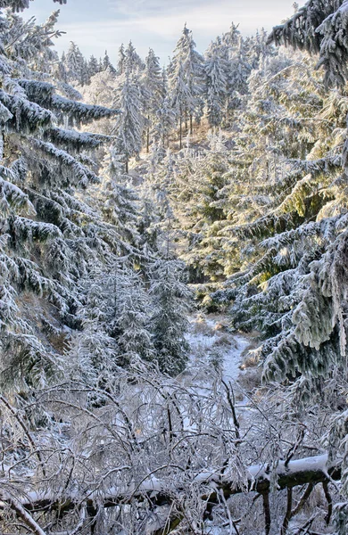 Winter in het bos — Stockfoto