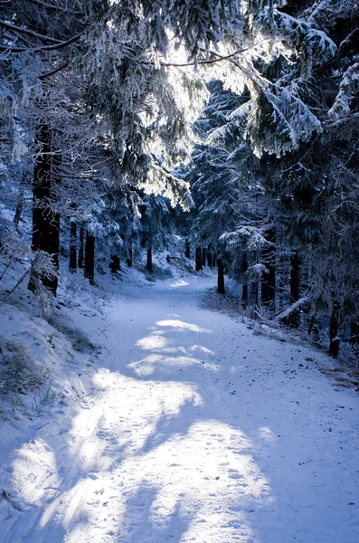 Invierno en el bosque — Foto de Stock
