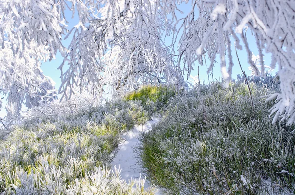 Pequeño camino en el bosque durante el invierno — Foto de Stock