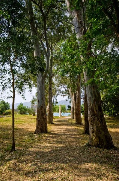 Allee zu dritt — Stockfoto