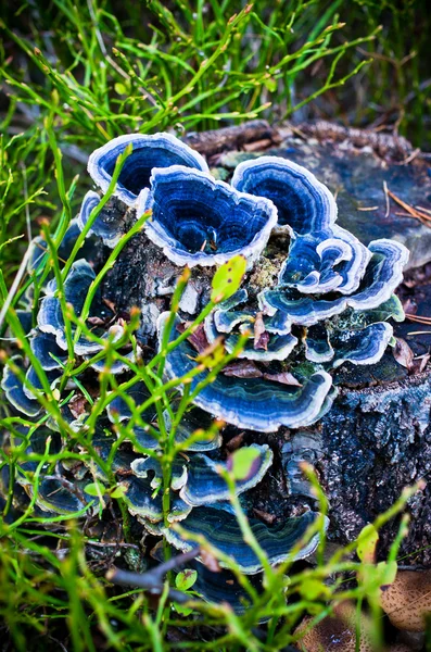 Cogumelos azuis no tronco — Fotografia de Stock