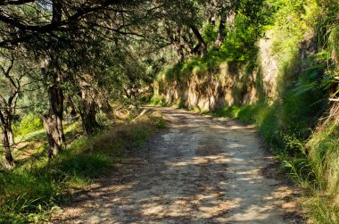 Zeytin Bahçesi Corfu Island, Yunanistan