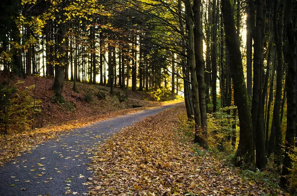 Estrada na floresta escura — Fotografia de Stock