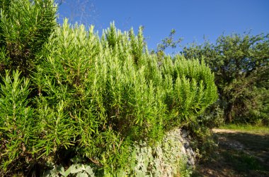 Biberiye bush